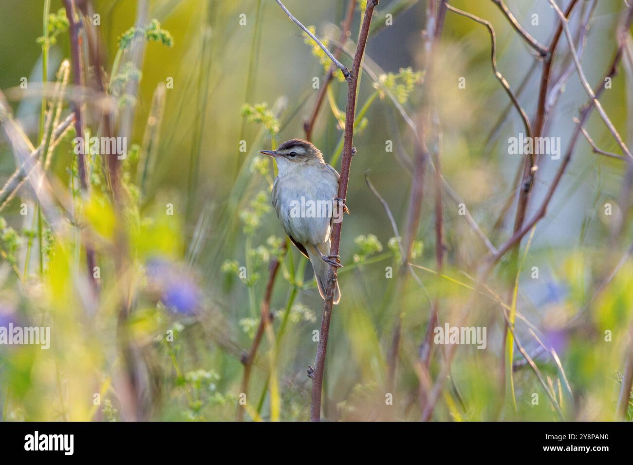 Una parula da cuoio (Acrocephalus schoenobaenus) Foto Stock