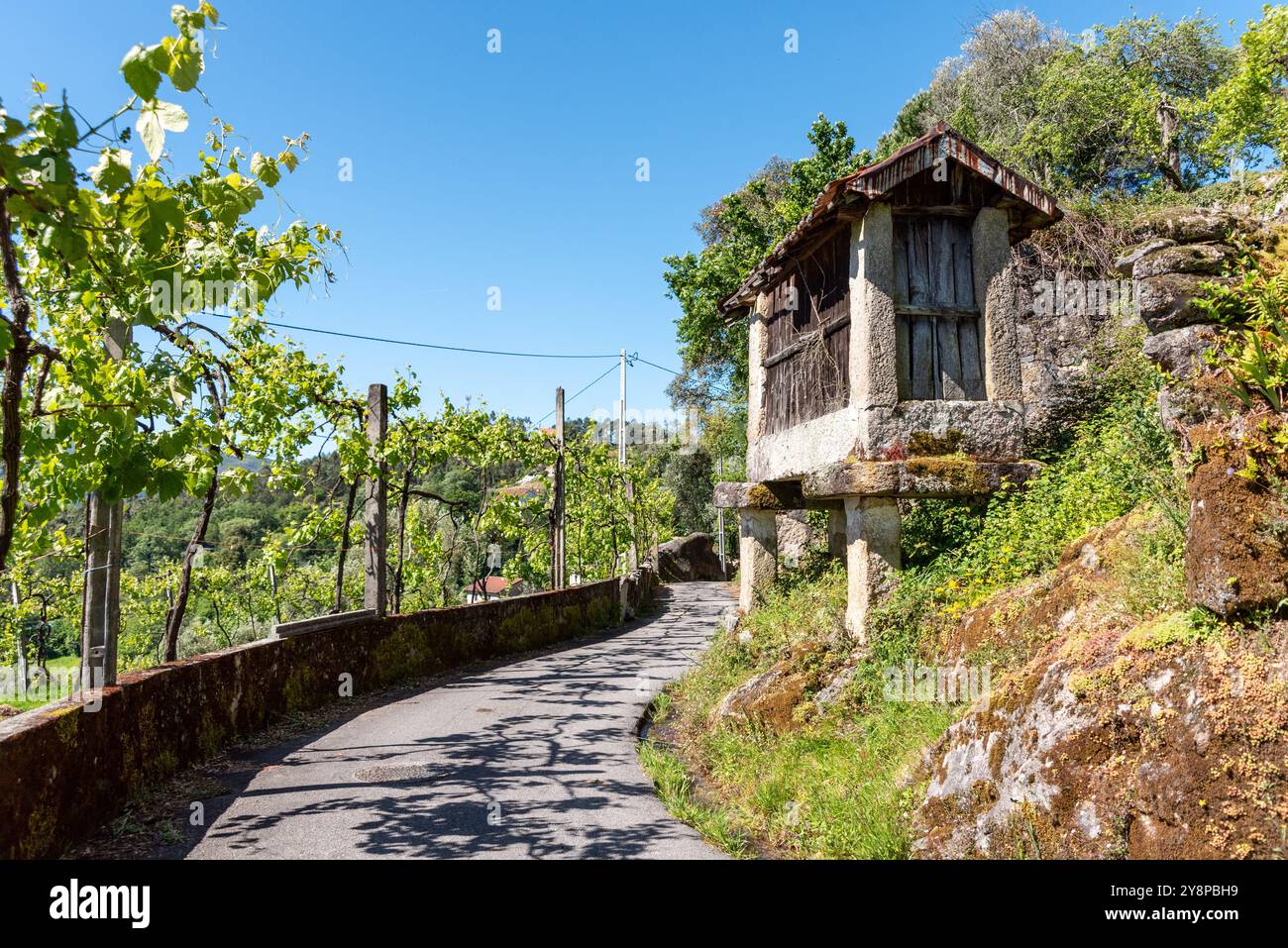 Tradizionale granaio storico in pietra in mezzo a vegetazione lussureggiante, che incarna l'architettura e la tradizione rurale in un ambiente tranquillo nella foto portoghese Foto Stock