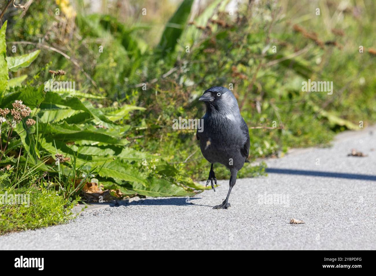 Un jackdaw a Tallinn, Estonia Foto Stock