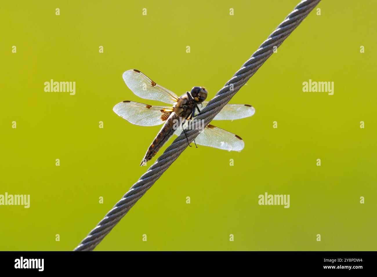Libellule Foto Stock