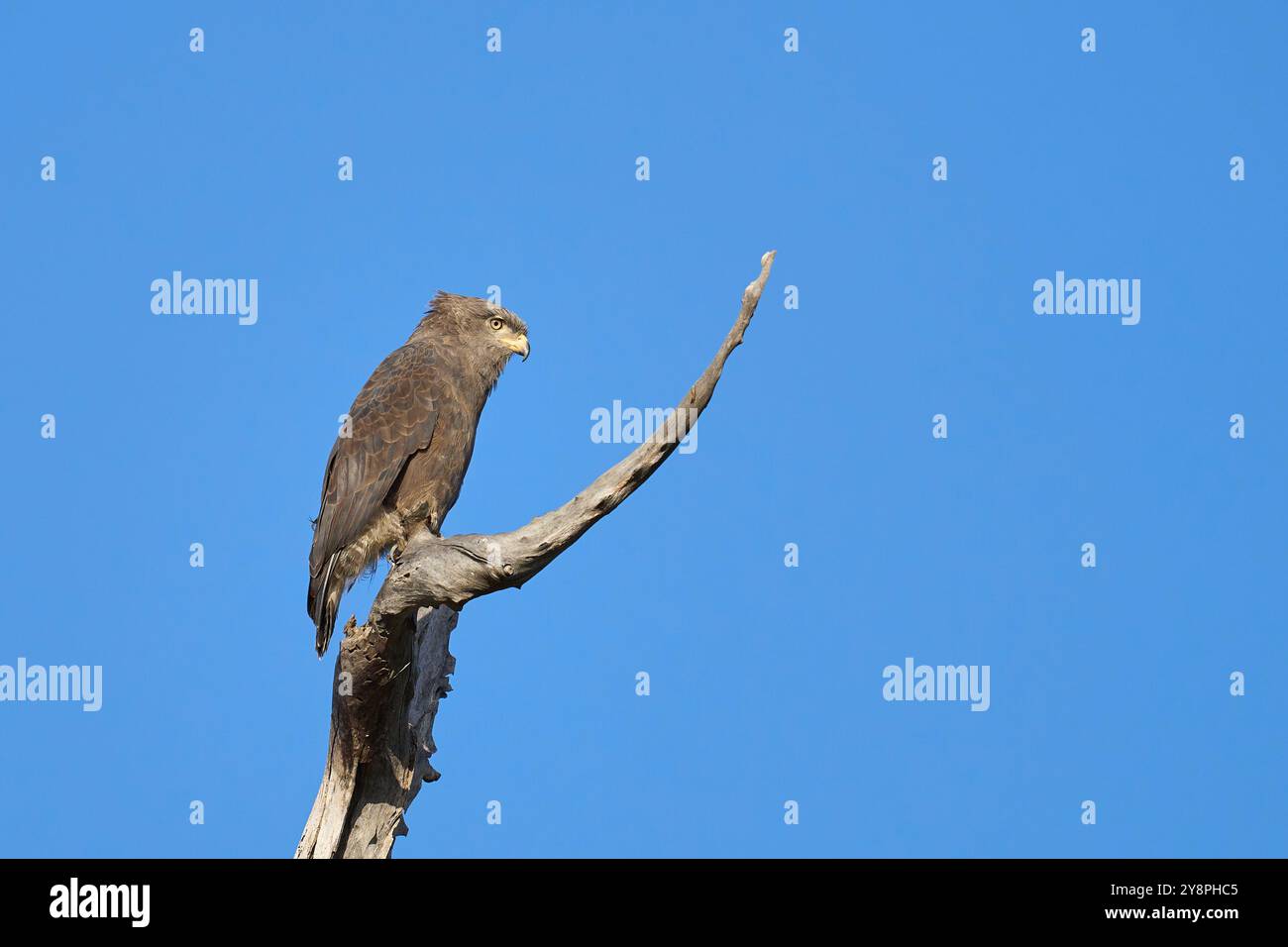 Aquila di serpente occidentale (Circaetus cinerascens) arroccata in un albero morto nel South Luangwa National Park, Zambia Foto Stock