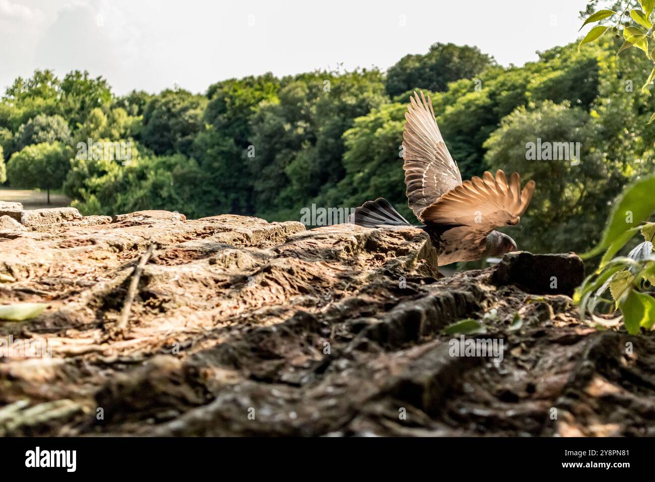 Colomba singola, piccione che vola via, immagine del movimento. Tema fauna Foto Stock