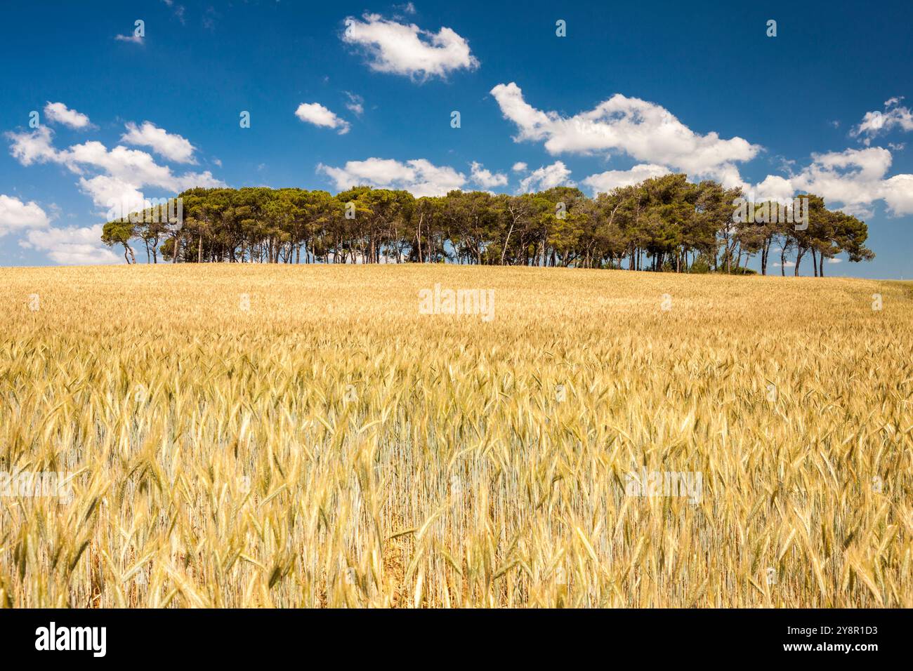 Il raccolto di cereali in Torre Marimon vicino a Caldes de Montbui, Barcellona, Spagna Foto Stock