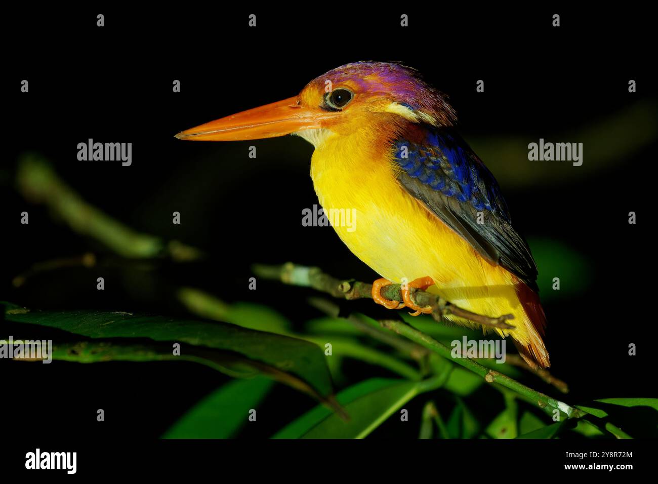 Nano kingfisher Ceyx rufidorsa con schiena rufidorsa piccolo uccello in Alcedinidae trovato nel sud-est asiatico marittimo, becco rosso, parti inferiori giallo-arancio, lilac-ru Foto Stock