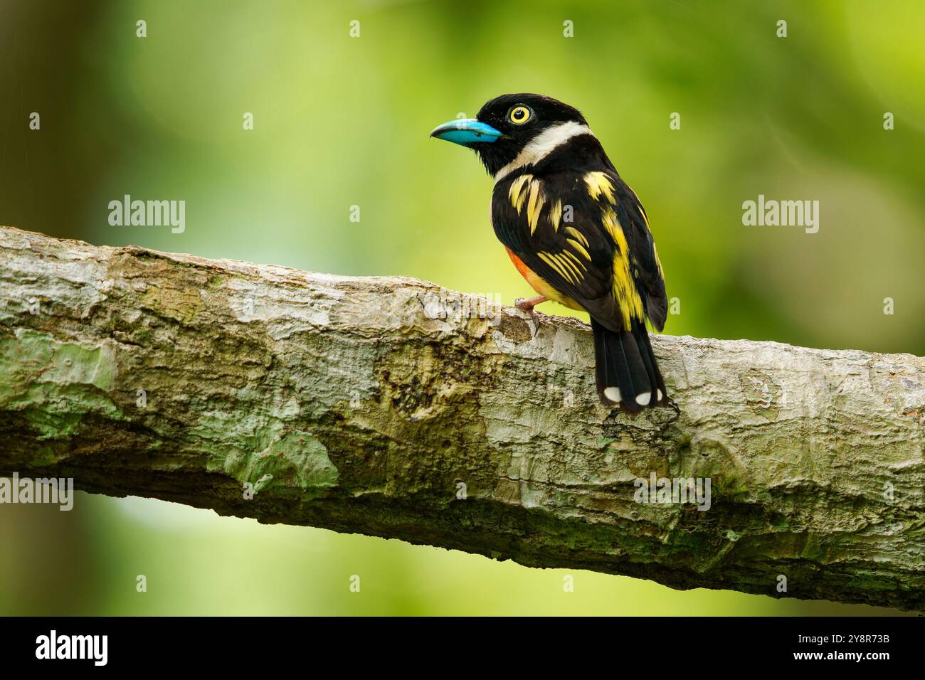 Testa nera e gialla Eurylaimus ochromalus piccolo uccello, fascia da seno, fascia da collo bianca, schiena e ali gialle, parti inferiori rosa vinoso, bri Foto Stock