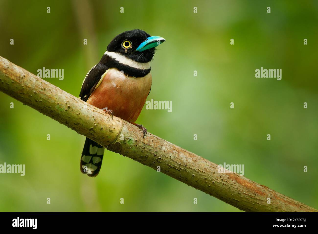 Testa nera e gialla Eurylaimus ochromalus piccolo uccello, fascia da seno, fascia da collo bianca, schiena e ali gialle, parti inferiori rosa vinoso, bri Foto Stock