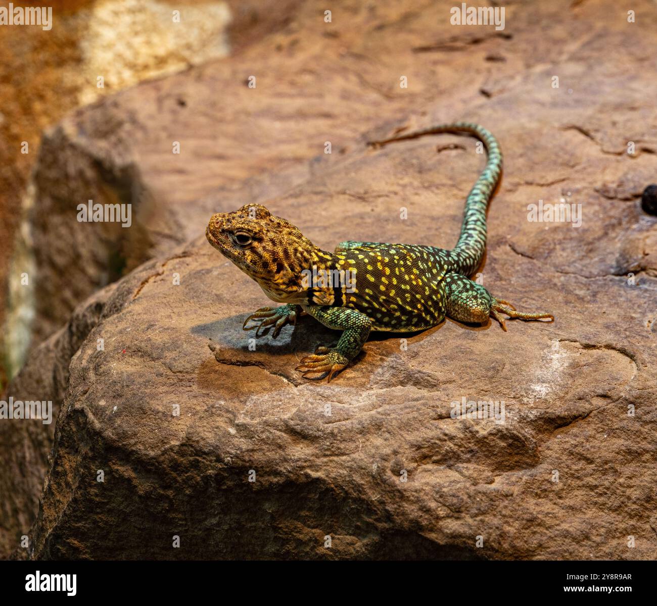 Ritratto di Baja blu lucertola di roccia (Petrosaurus thalassinus) che si crogiola su roccia Foto Stock