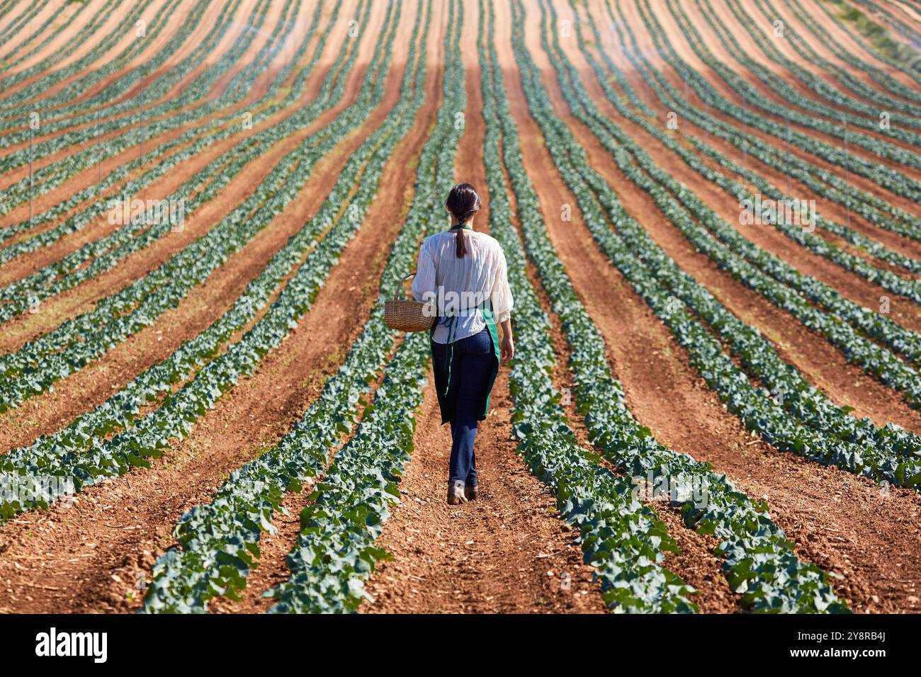 Farmer, Broccoli, Agricultural Field, Funes, Navarra, Spagna, Europa. Foto Stock