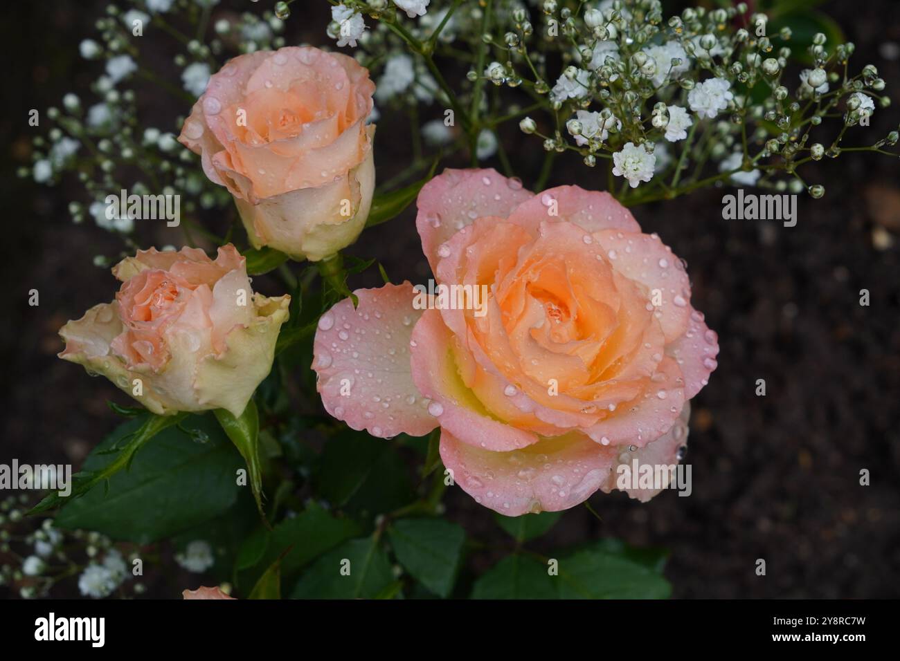 splendido sfondo floreale con rose. rose rosa arancio fresche con goccioline d'acqua sui petali. bei fiori Foto Stock