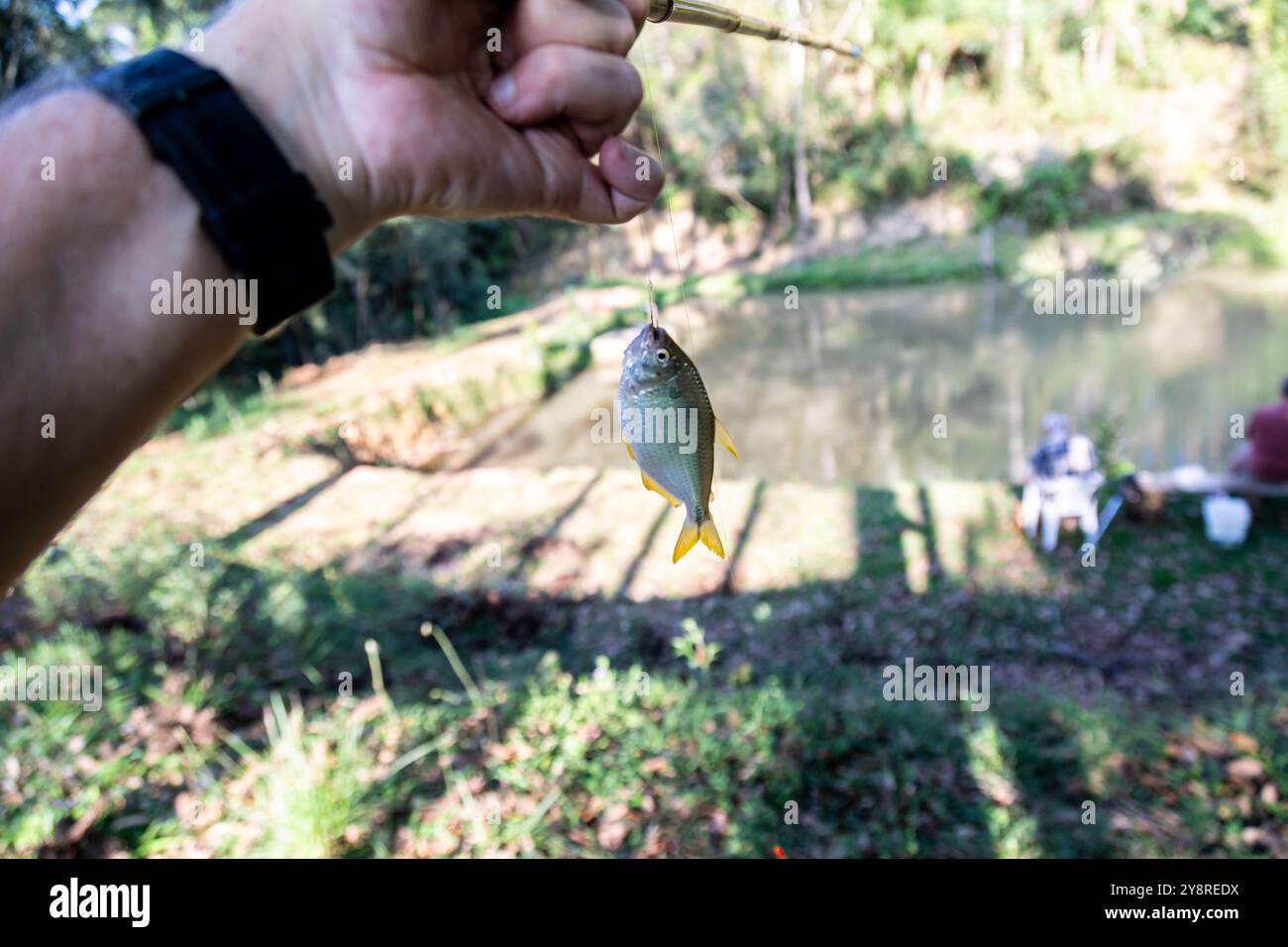 Un Lambari brasiliano dalla coda gialla (Astyanax altiparanae) - pesce d'acqua dolce Foto Stock