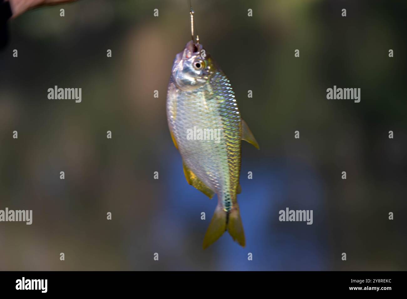 Un Lambari brasiliano dalla coda gialla (Astyanax altiparanae) - pesce d'acqua dolce Foto Stock