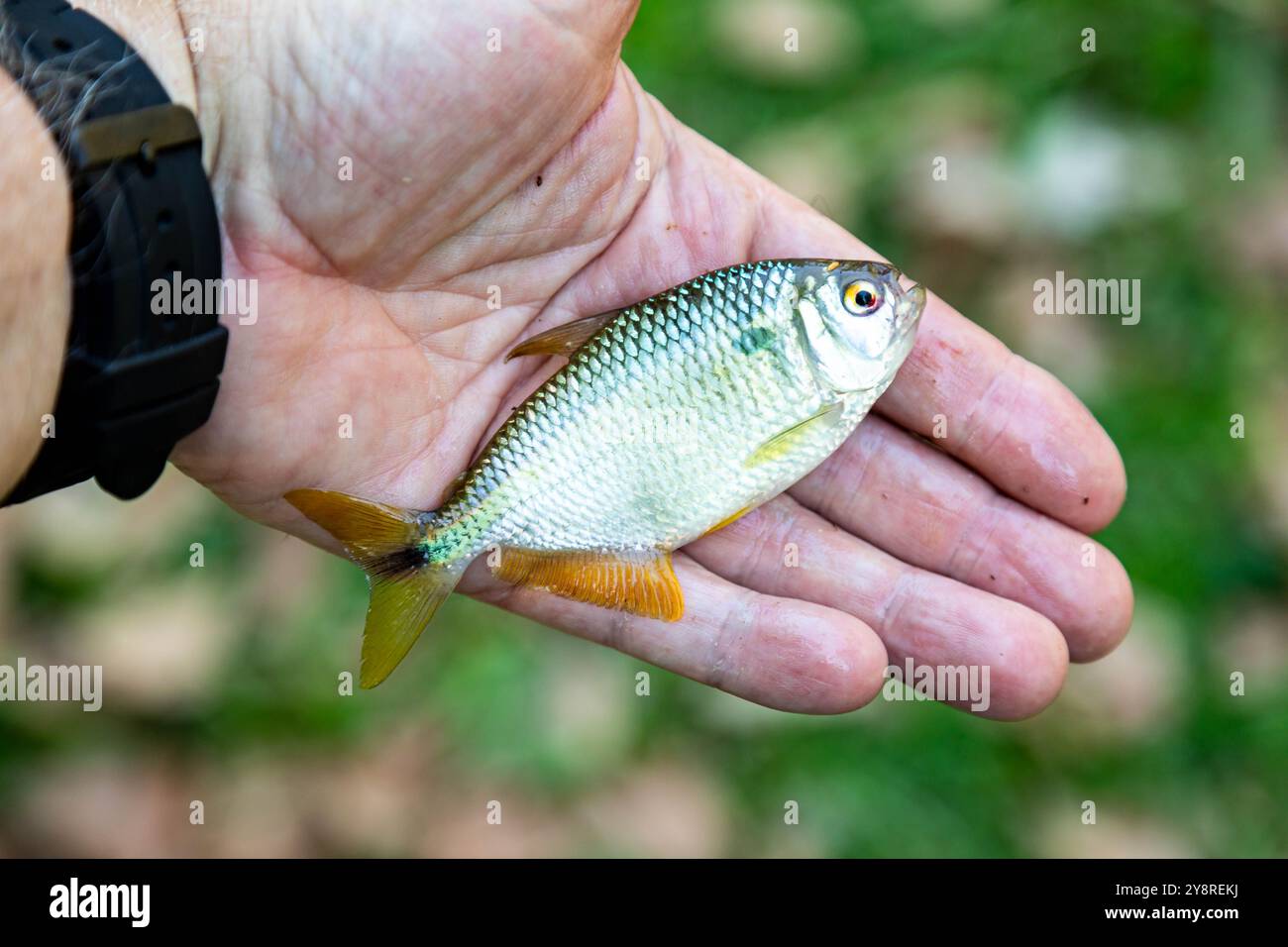 Un Lambari brasiliano dalla coda gialla (Astyanax altiparanae) - pesce d'acqua dolce Foto Stock