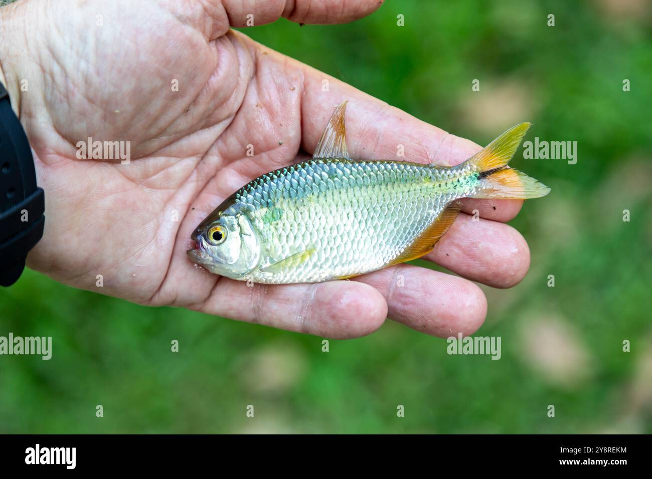 Un Lambari brasiliano dalla coda gialla (Astyanax altiparanae) - pesce d'acqua dolce Foto Stock