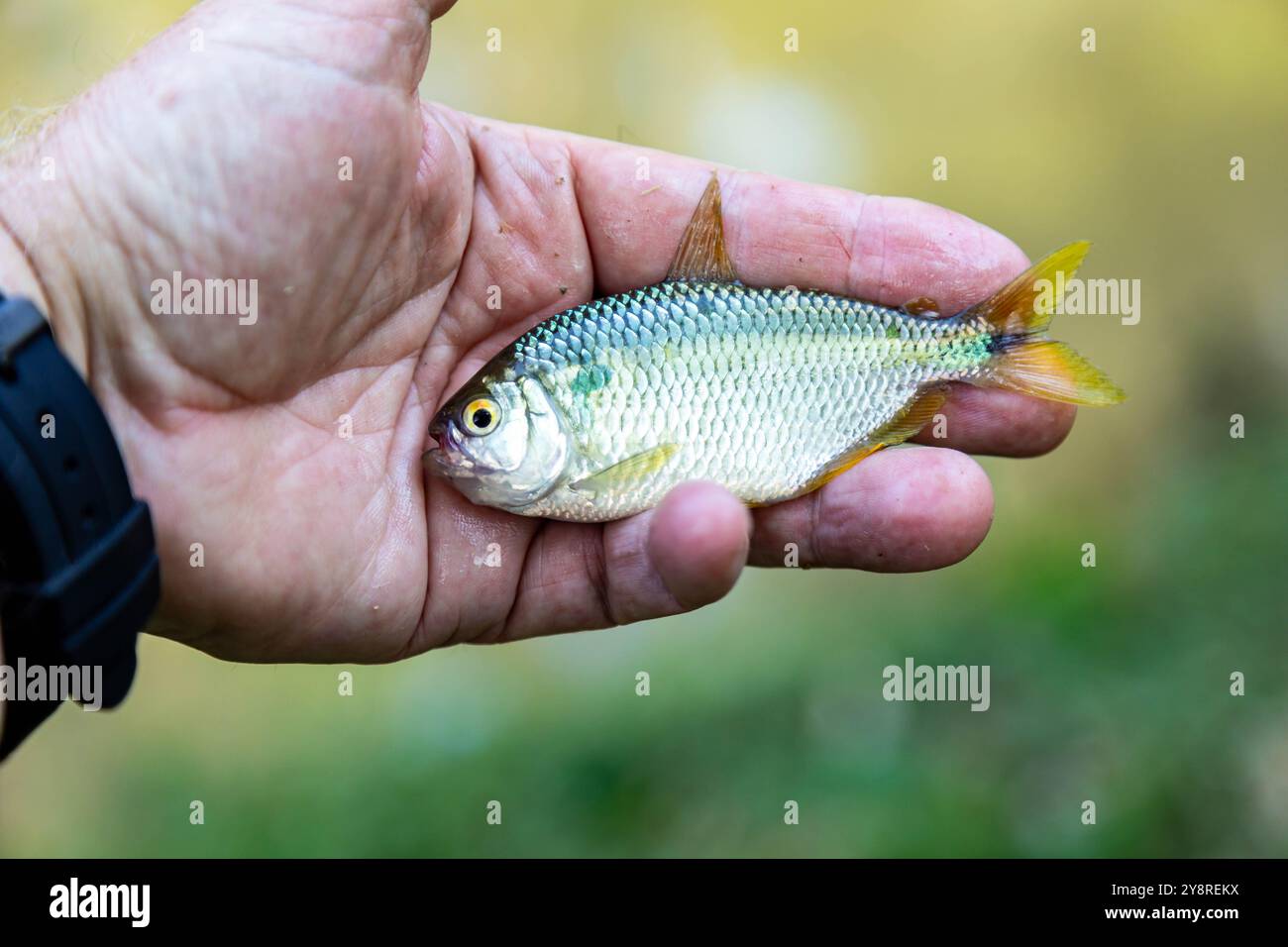 Un Lambari brasiliano dalla coda gialla (Astyanax altiparanae) - pesce d'acqua dolce Foto Stock