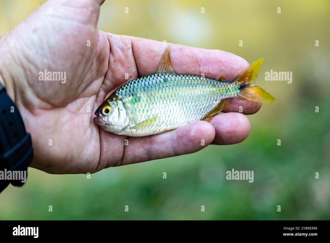 Un Lambari brasiliano dalla coda gialla (Astyanax altiparanae) - pesce d'acqua dolce Foto Stock