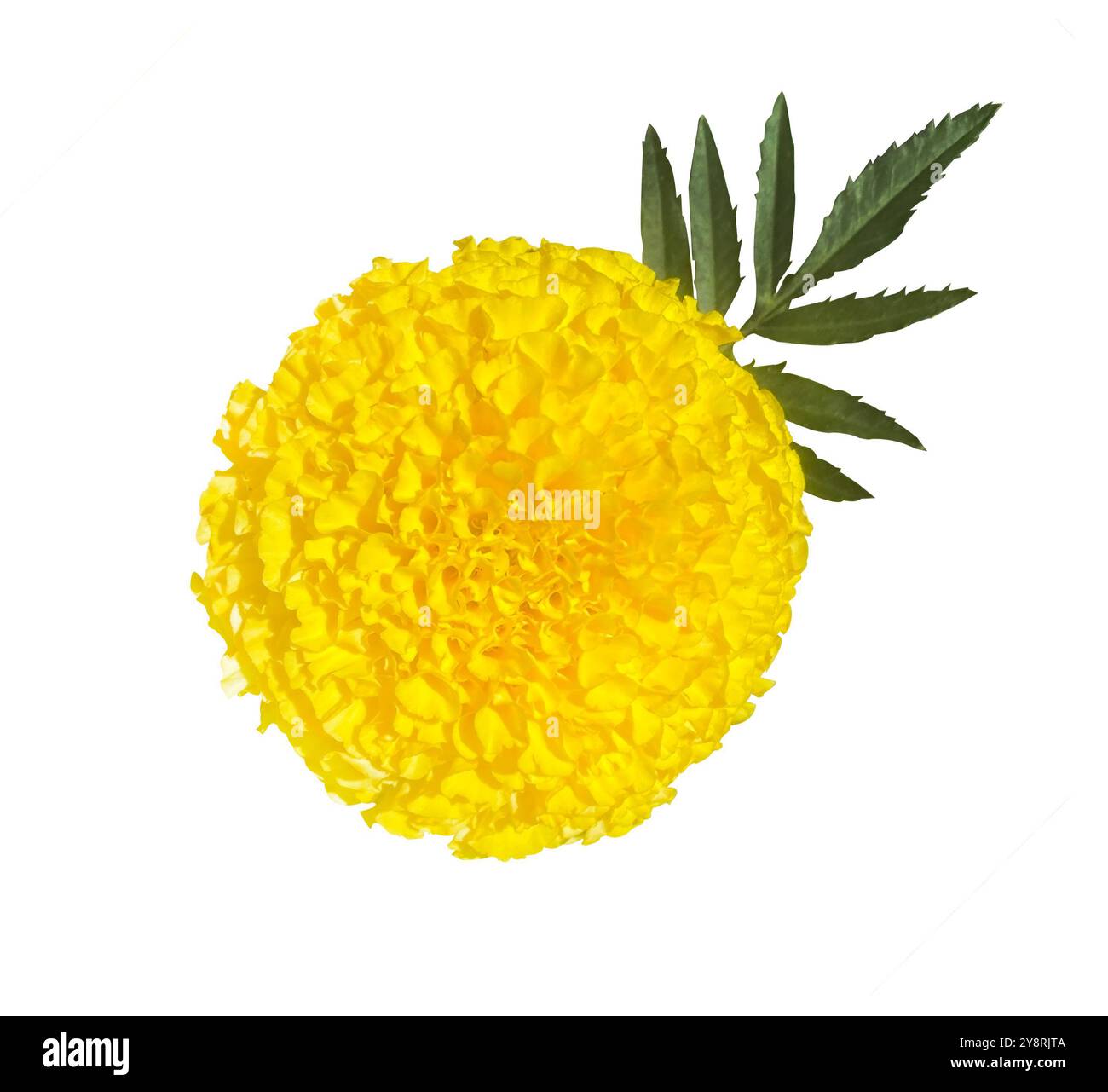 Fiore Marigold giallo fresco con foglie verdi isolate su sfondo bianco. Oggetto con tracciato di ritaglio. Foto Stock