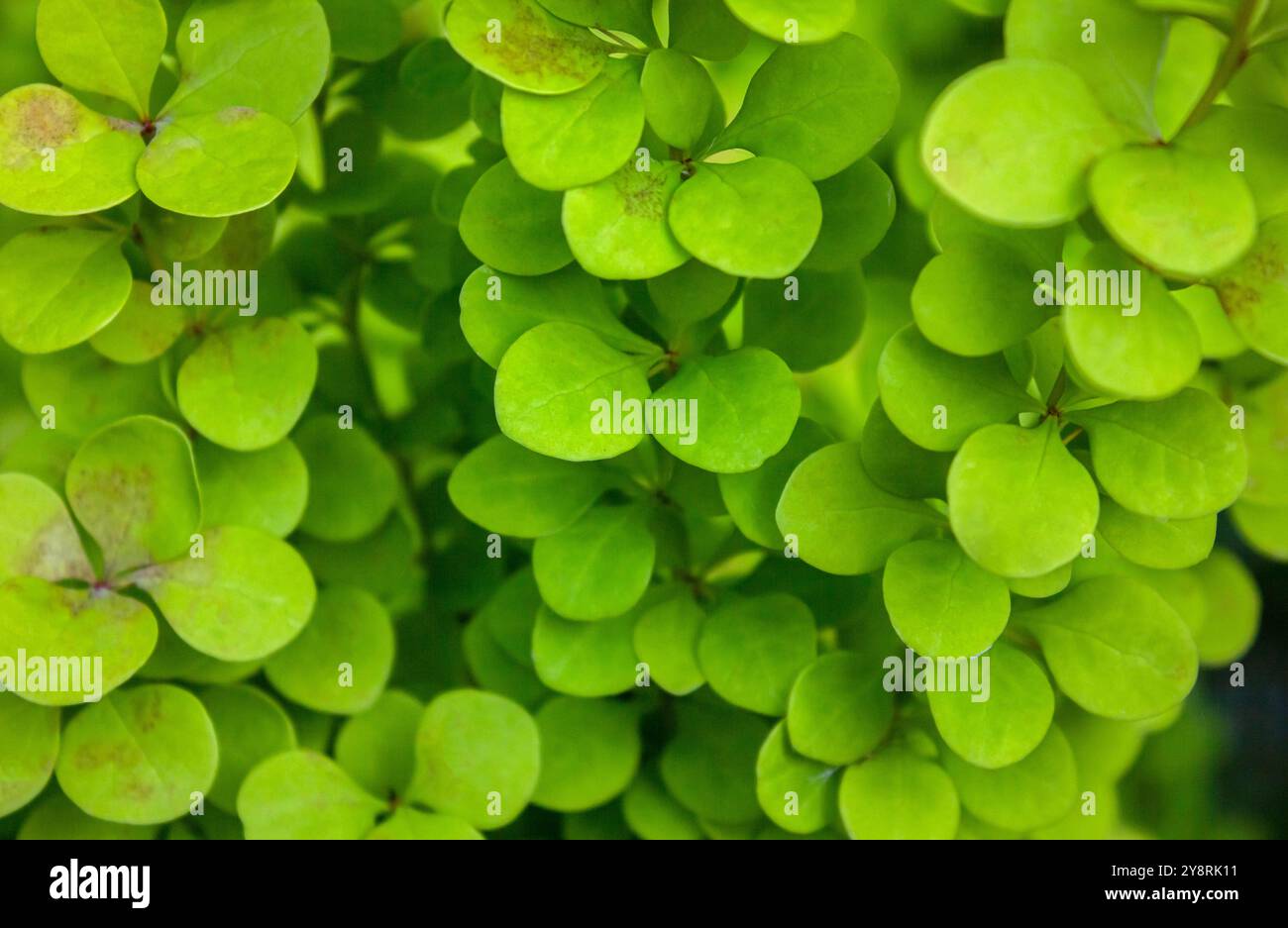 Foglie di Barberry Thunbergs (Berberis thunbergii Golden Rocket) verde brillante sullo sfondo del giardino. Bella carta da parati naturale. Foto Stock