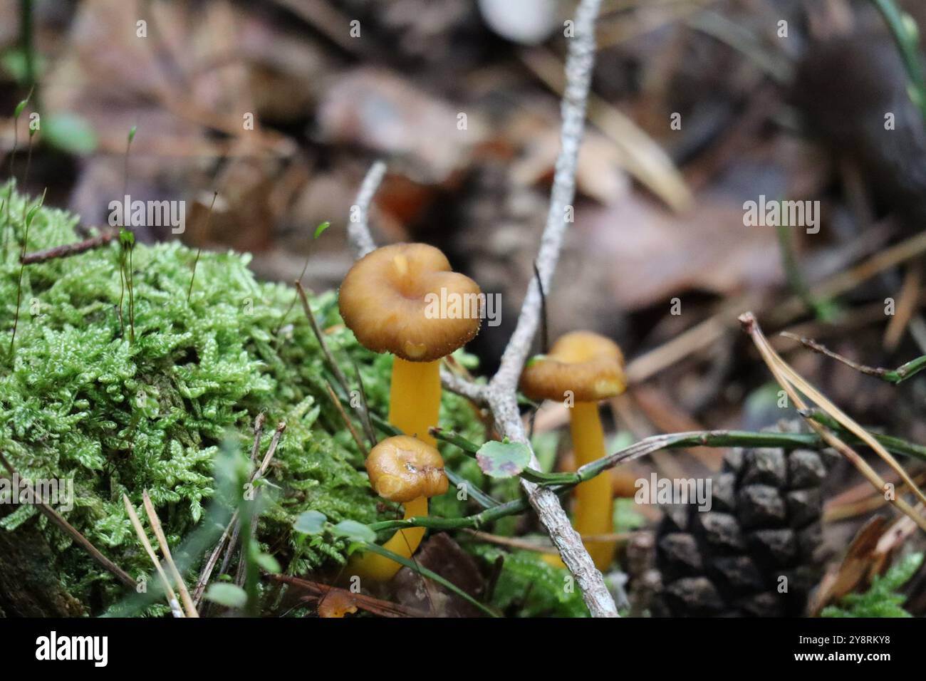 Alcuni lampadari a tromba con gambo giallo nella foresta Foto Stock