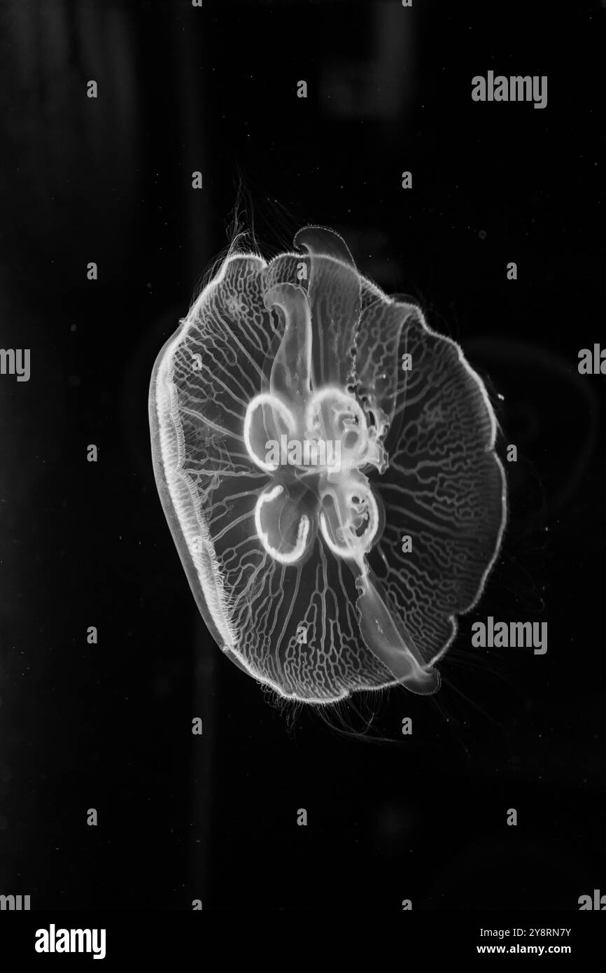 Le meduse marine e oceaniche nuotano in acqua da vicino. Illuminazione e bioluminescenza in diversi colori al buio. Meduse esotiche e rare. Radiografia Foto Stock