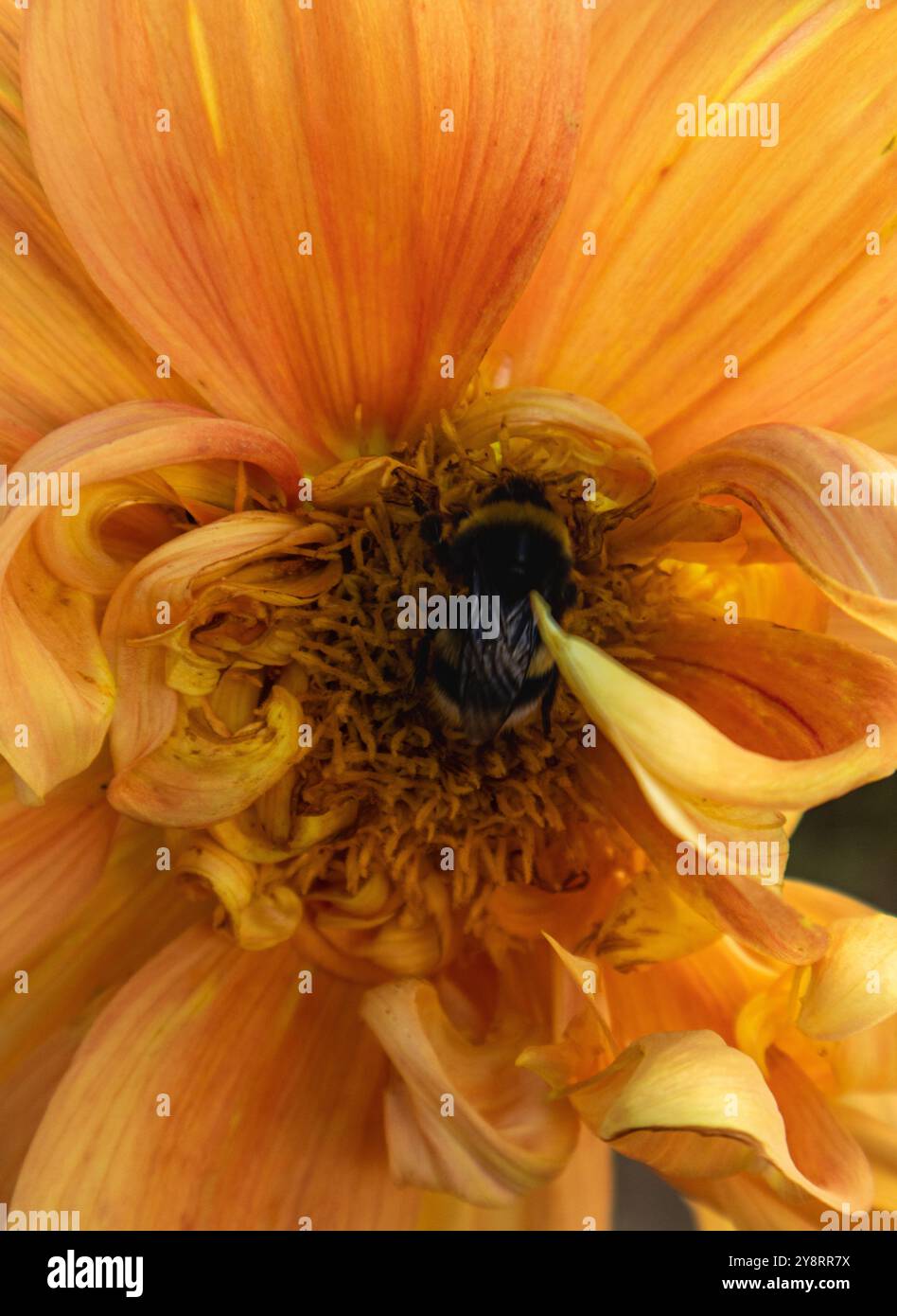 Un'ape succhia la melata dal fiore. Questa deliziosa scena mostra un'ape che succhia rapidamente il miele da un fiore. Il fiore colorato attrae l'attenzione con il suo Foto Stock