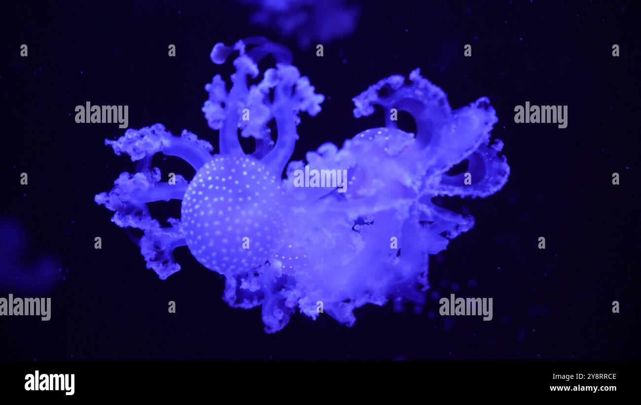 raccolta video. Le meduse marine e oceaniche nuotano in acqua da vicino. Illuminazione e bioluminescenza in diversi colori al buio. Esotico e stravagante Foto Stock