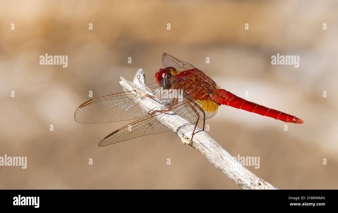 Un darter maschio dalle venature rosse o una libellula nomade, Sympetrum fonscolombii che riposa su un ramoscello. Foto Stock