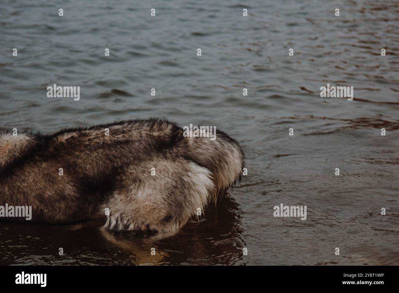 Simpatico husky grigio e bianco in uno stagno. Un cane con una pelliccia spessa nuota nell'acqua. Husky nuota nel lago. Foto Stock