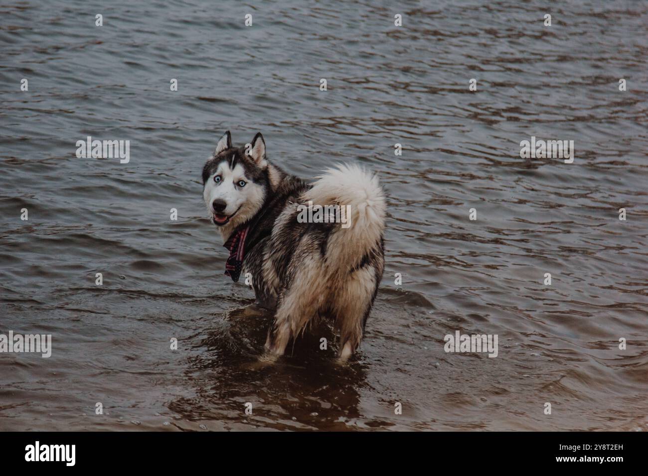 Simpatico husky grigio e bianco in uno stagno. Un cane con una pelliccia spessa nuota nell'acqua. Cani da passeggio all'aria aperta. Foto Stock