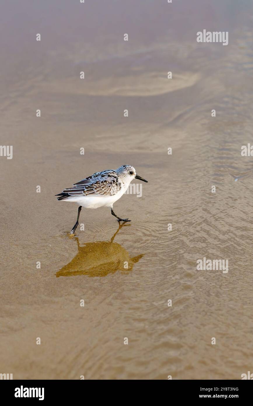 Piccolo shorebird passeggiando attraverso la sabbia ondulata sul bordo dell'acqua. Foto Stock