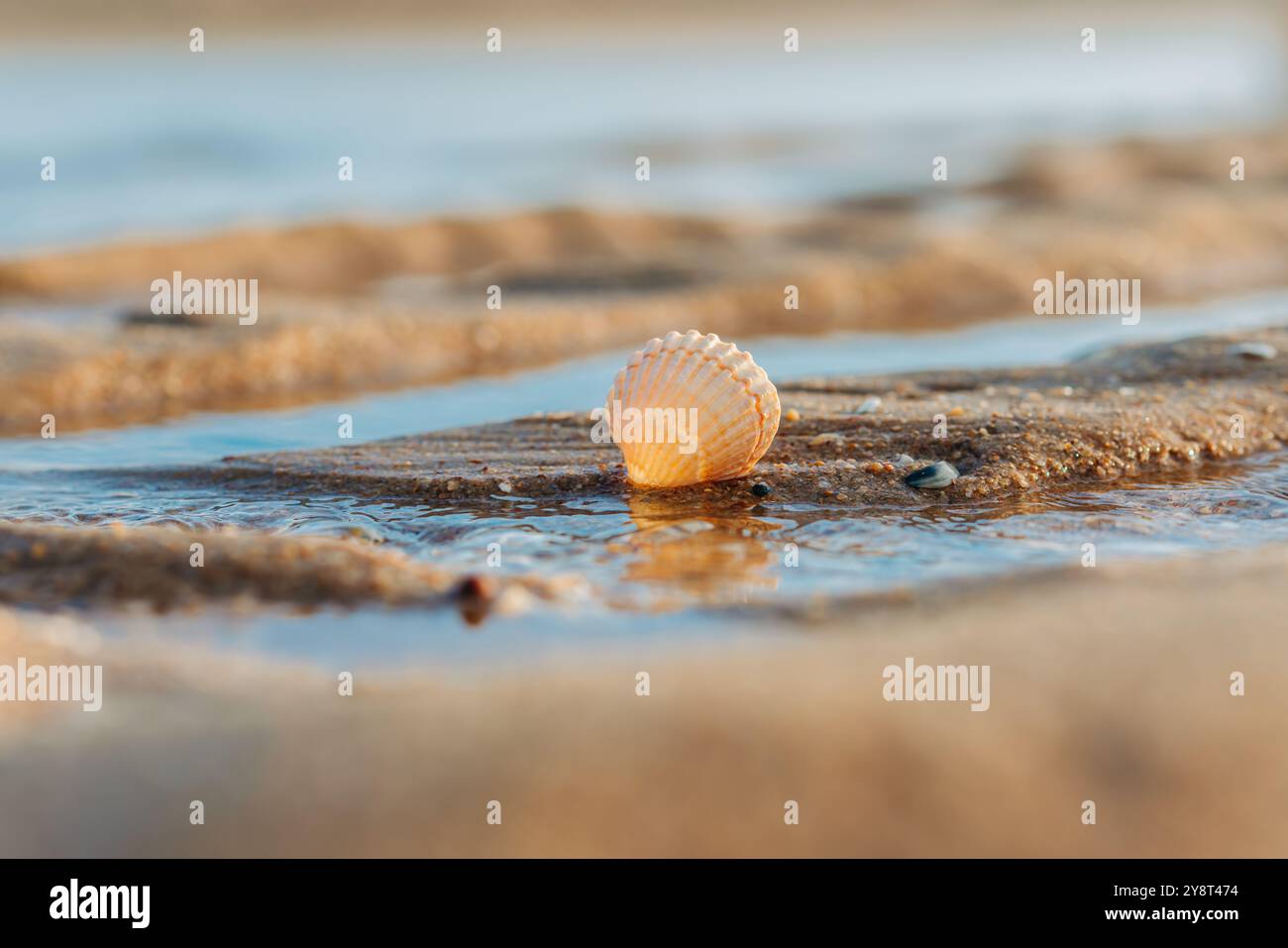 Conchiglia che poggia su sabbia bagnata con dolci ondulazioni d'acqua nelle vicinanze. Foto Stock