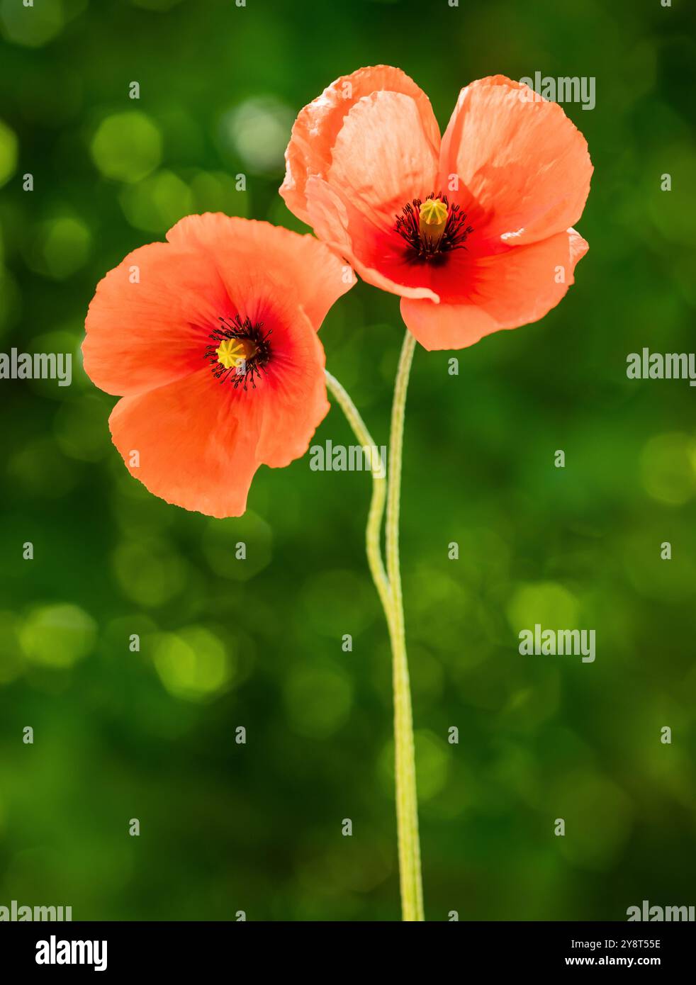Fiori di papavero rossi su un prato verde Foto Stock