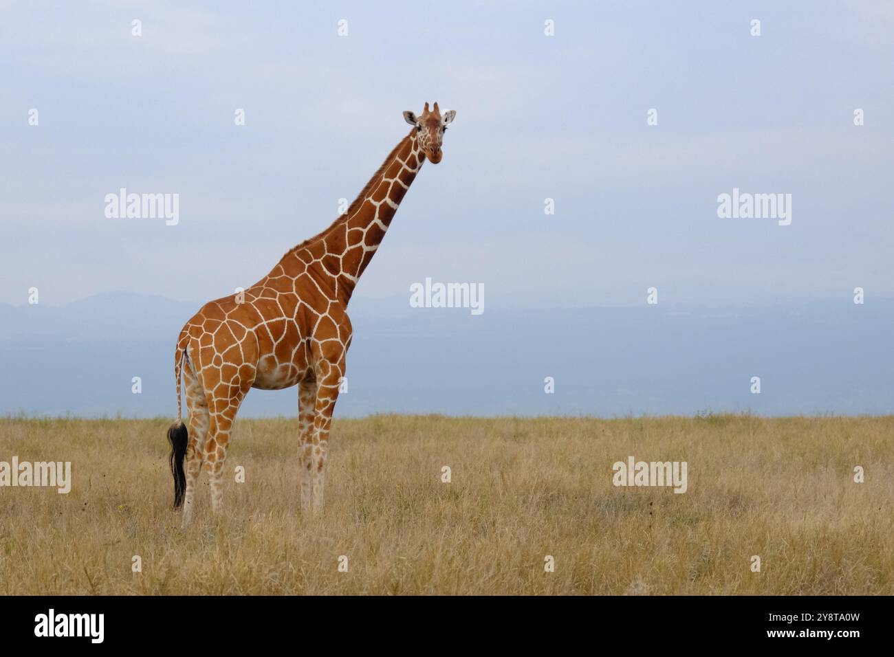 Fotografia panoramica di una giraffa in Kenya, luglio/agosto 2024 Foto Stock