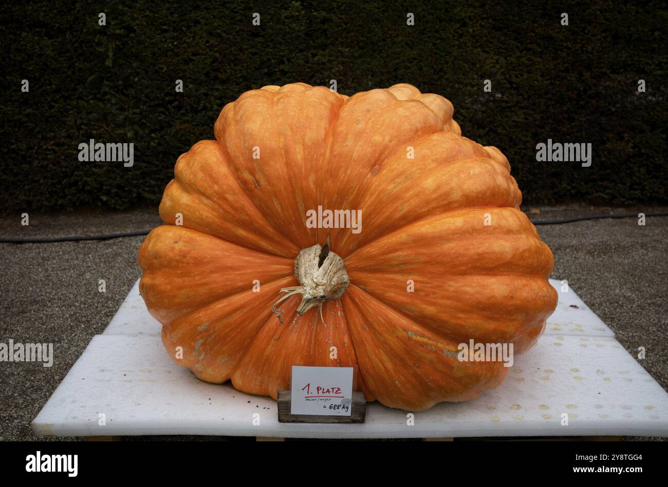 1° posto, concorso, vincitore, premio, peso 688 kg, mostra di zucche, zucche, Bluehendes Barock, Ludwigsburg, Baden-Wuerttemberg, Germania, Europ Foto Stock