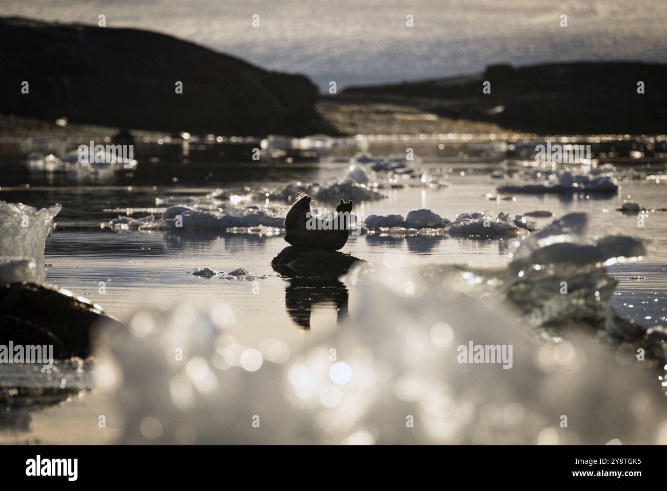 Foca del porto in una posizione a forma di banana su una piccola roccia nell'acqua, ghiaccio, Midtholmen Island, vicino a NY-Alesund, Kongsfjord, Spitsbergen, Svalbard e. Foto Stock