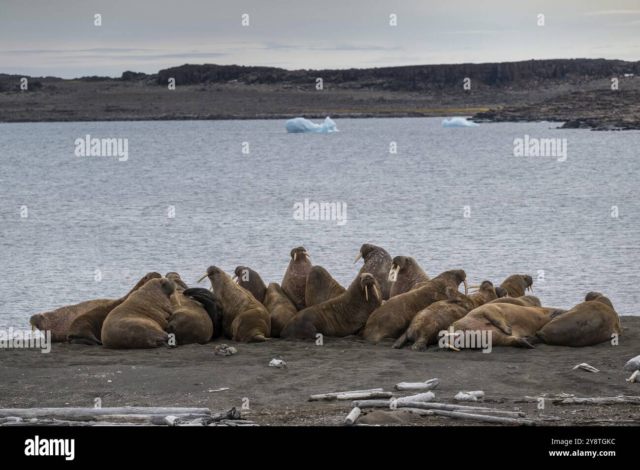 Walrus (Odobenus rosmarus), walrus, Kiepertoya, Svalbard e arcipelago Jan Mayen, Norvegia, Europa Foto Stock