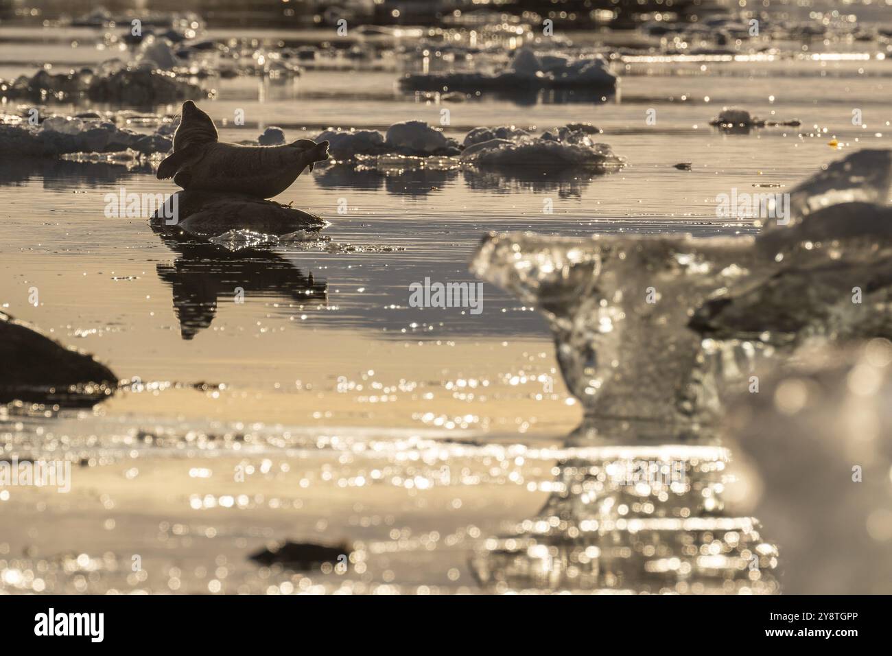 Foca su una roccia nell'acqua, ghiaccio, isola di Midtholmen, vicino a NY-Alesund, Kongsfjord, Spitsbergen, Svalbard e arcipelago Jan Mayen, Norvegia, Europa Foto Stock