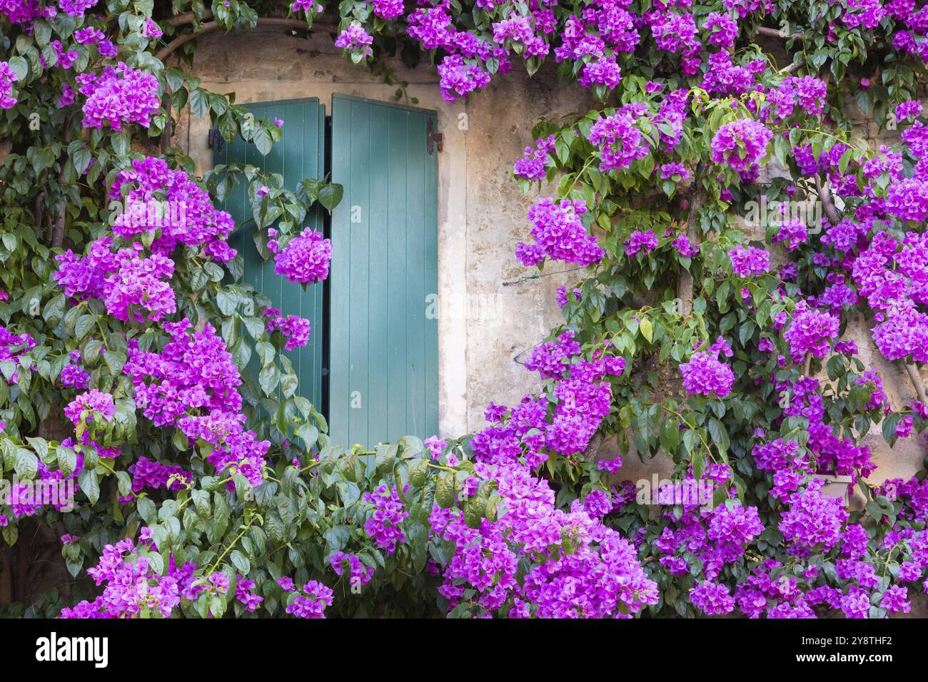 Fiore bouganville in stagione estiva - decorazione esterna della casa italiana con finestra tradizionale Foto Stock
