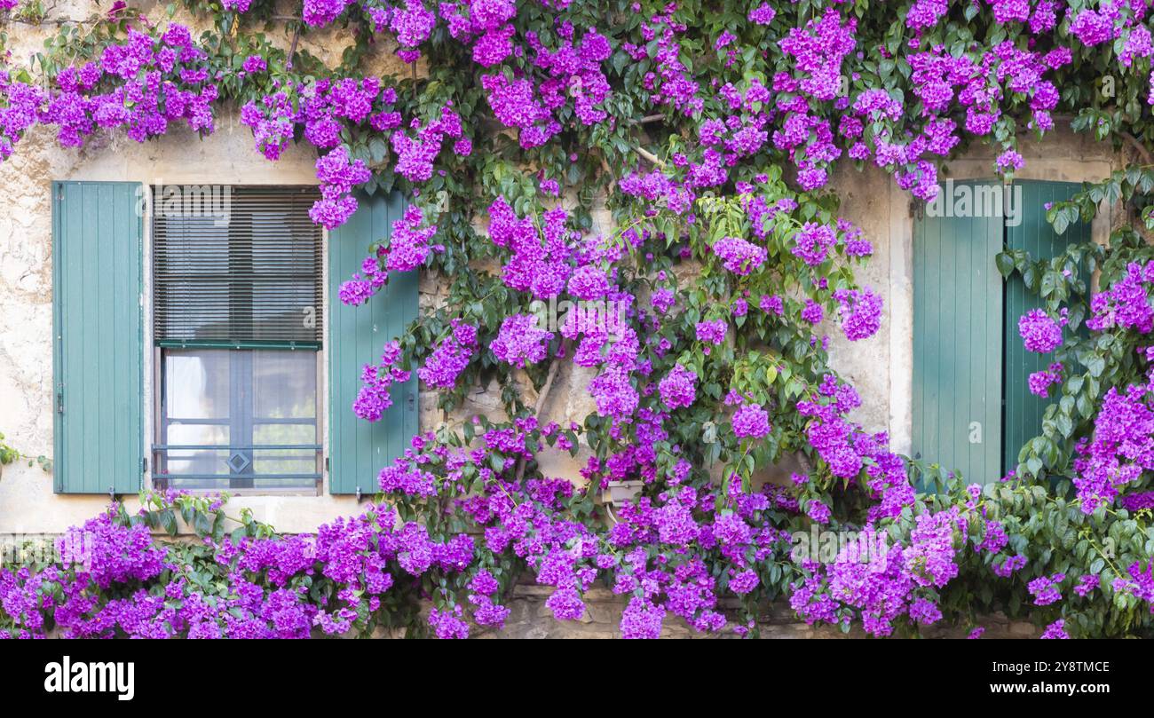 Fiore bouganville in stagione estiva - decorazione esterna della casa italiana con finestra tradizionale Foto Stock