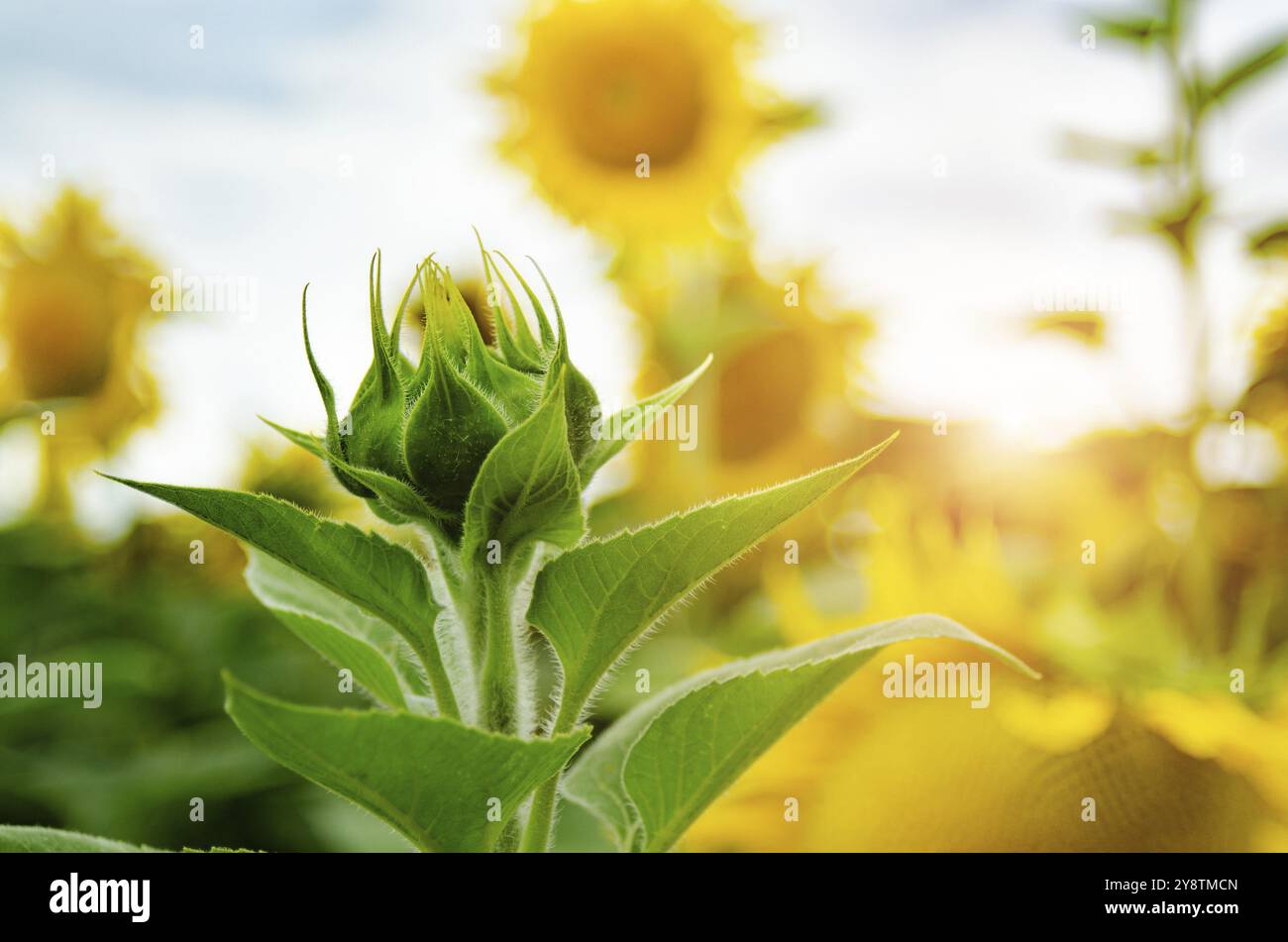 Girasoli al campo sotto il cielo blu da qualche parte in Ucraina Foto Stock