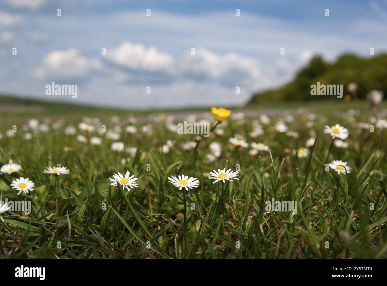 Bellis fiori di famiglia margherita al prato da qualche parte in Germania Foto Stock