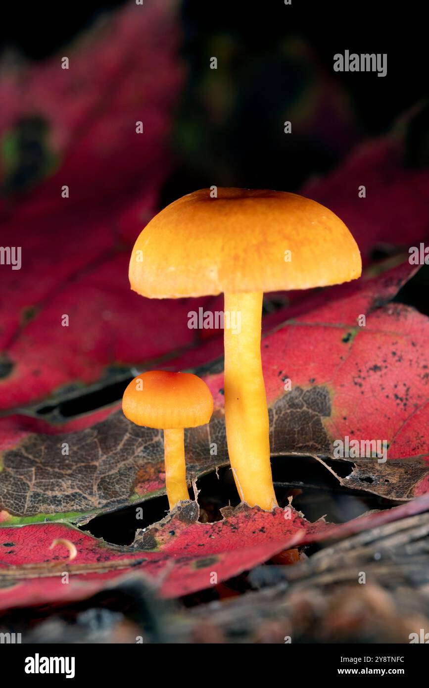 Due piccoli funghi che crescono tra le foglie autunnali - Brevard, North Carolina, USA Foto Stock