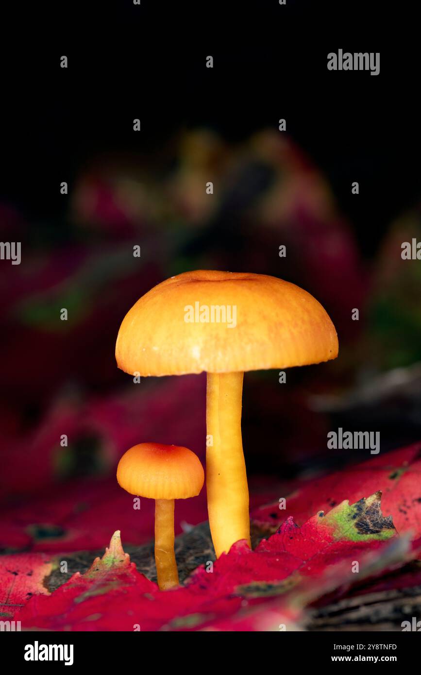 Due piccoli funghi che crescono tra le foglie autunnali - Brevard, North Carolina, USA Foto Stock