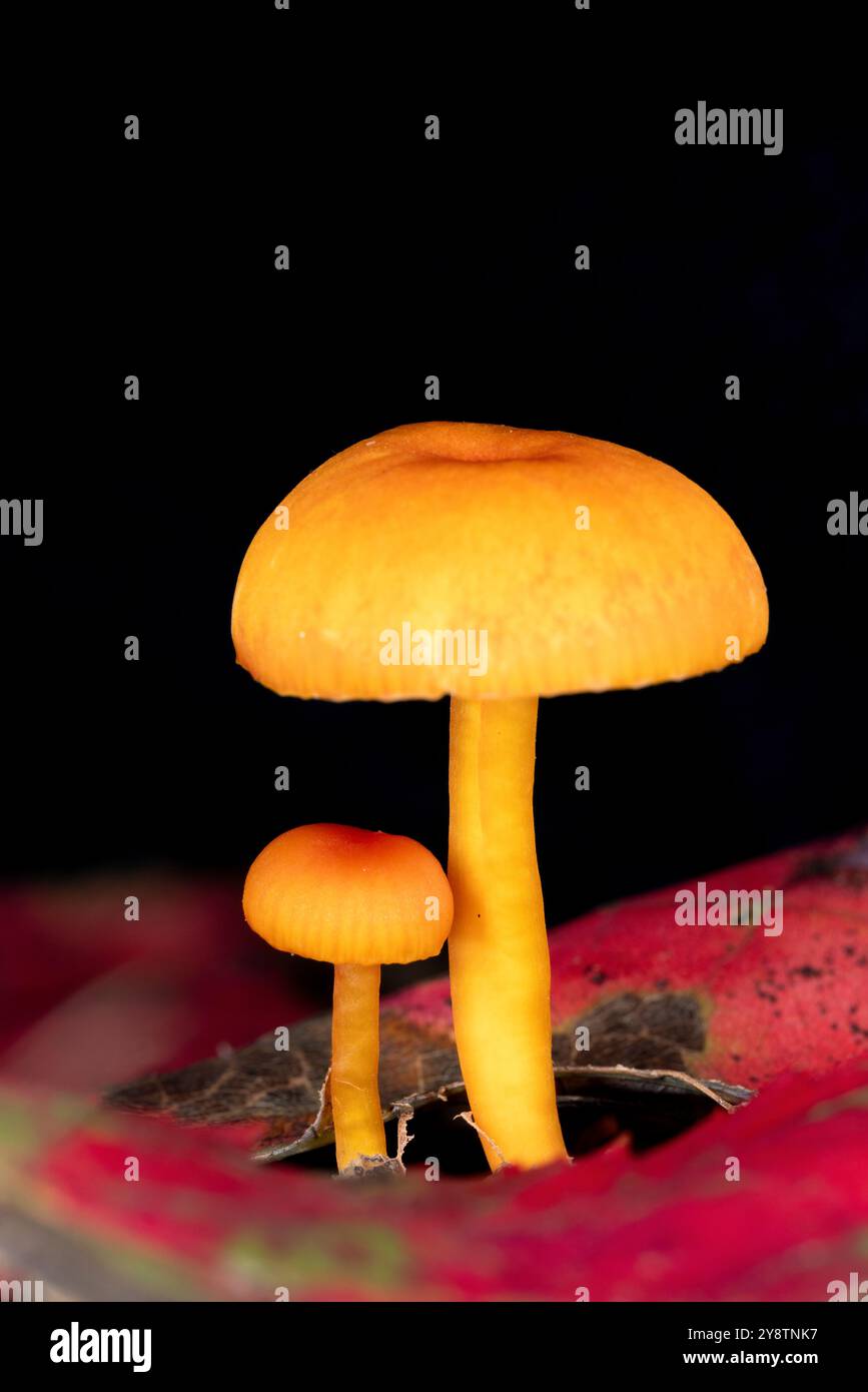 Due piccoli funghi che crescono tra le foglie autunnali - Brevard, North Carolina, USA Foto Stock