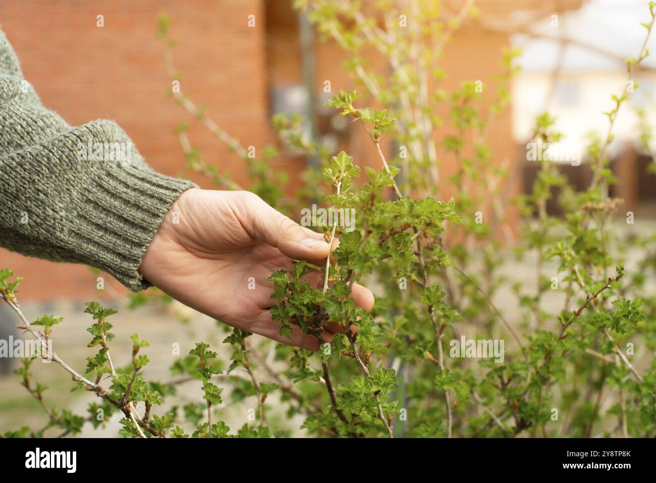 Giardiniere caucasico che ispeziona le piante nel cortile primaverile Foto Stock