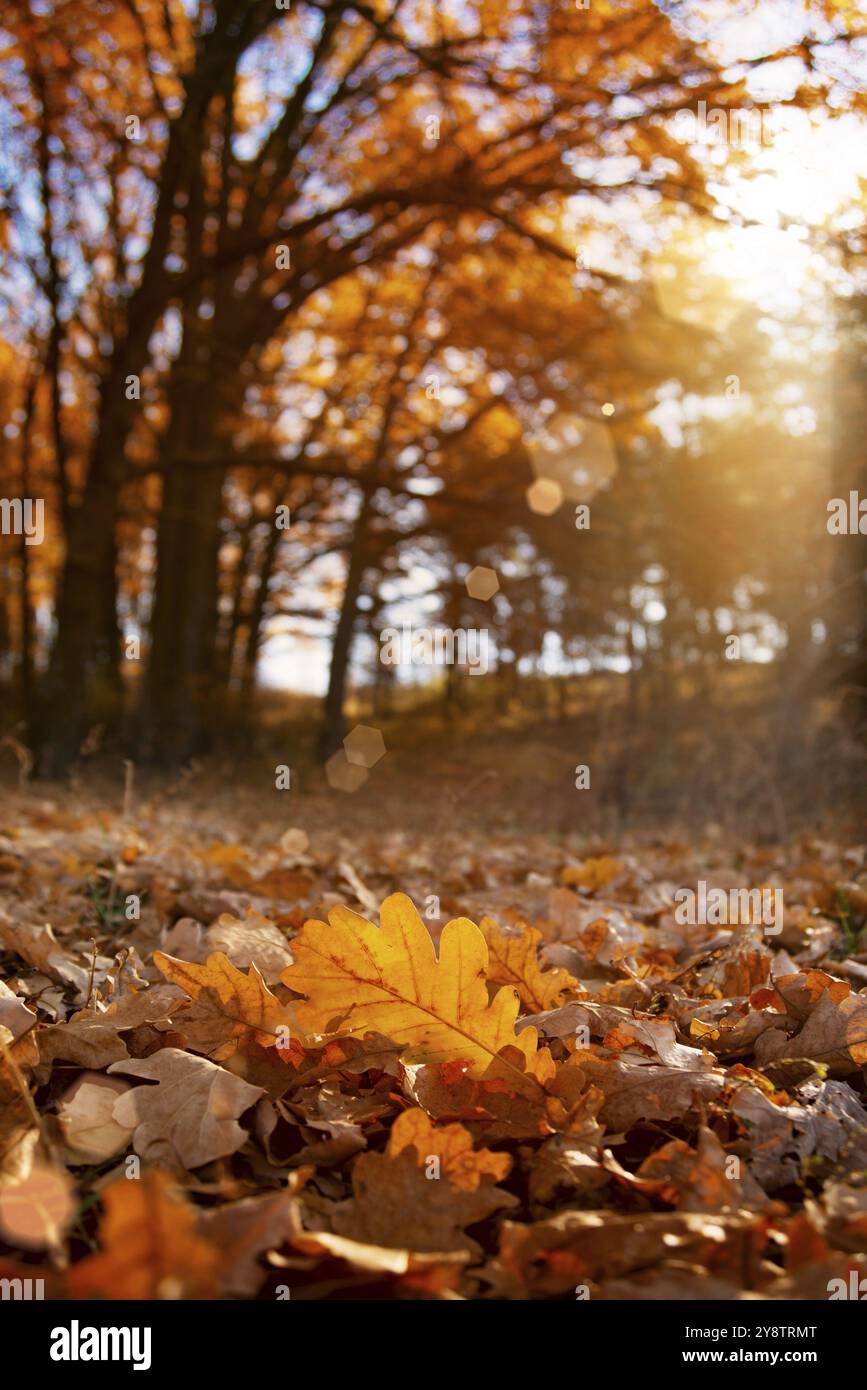 Caduta foglie di quercia sotto la luce del sole primo piano sfondo autunno Foto Stock