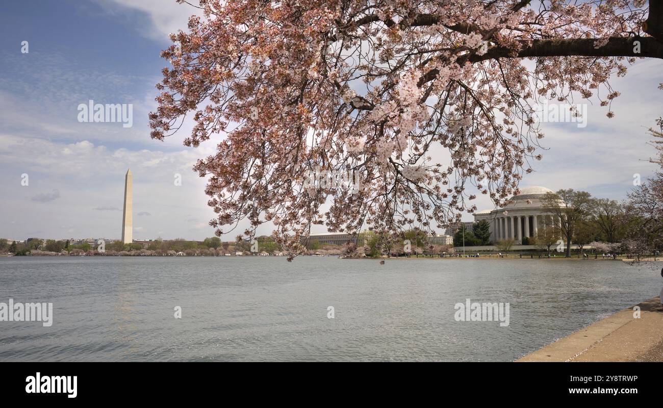 I fiori di ciliegio sono già hanno raggiunto un picco intorno al bacino di marea in Washington DC Foto Stock