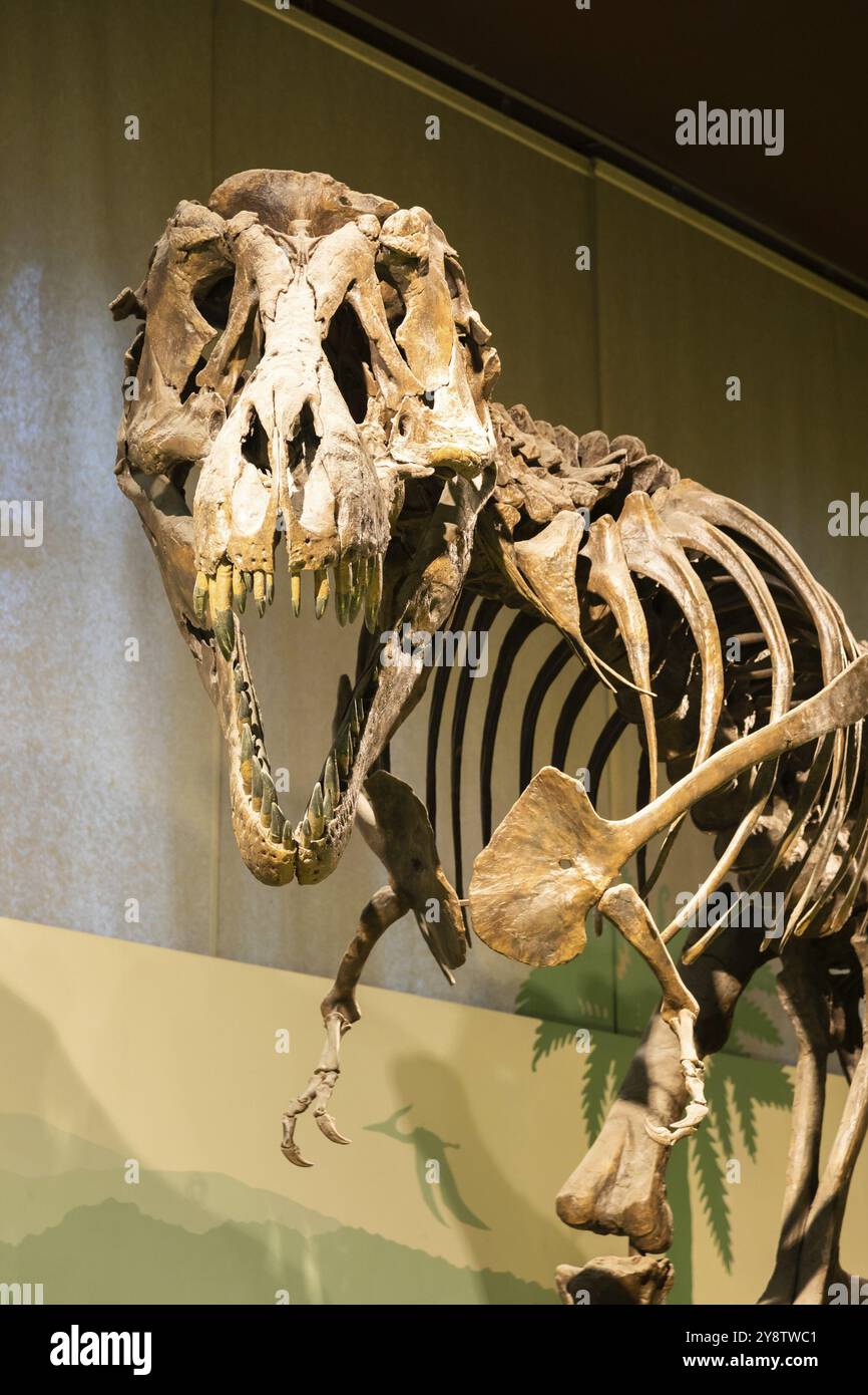 Milano, Italia - Gennaio 2023: Tyrannosaurus Rex fossile. Vecchio scheletro t-rex nel museo Foto Stock