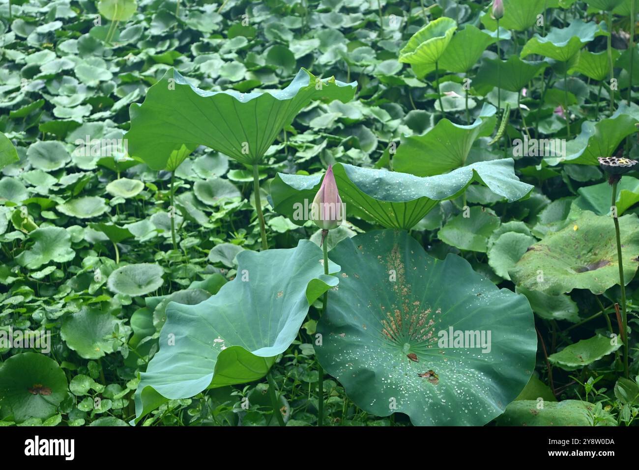 un bocciolo di loto rosa nel mezzo delle foglie di loto nel parco Foto Stock