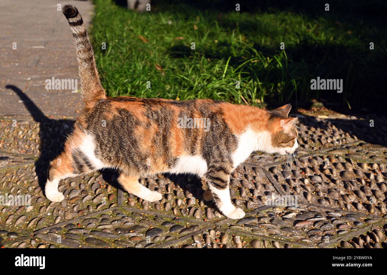 un gatto marrone bianco e nero che cammina sul sentiero di pietra nel pomeriggio soleggiato Foto Stock