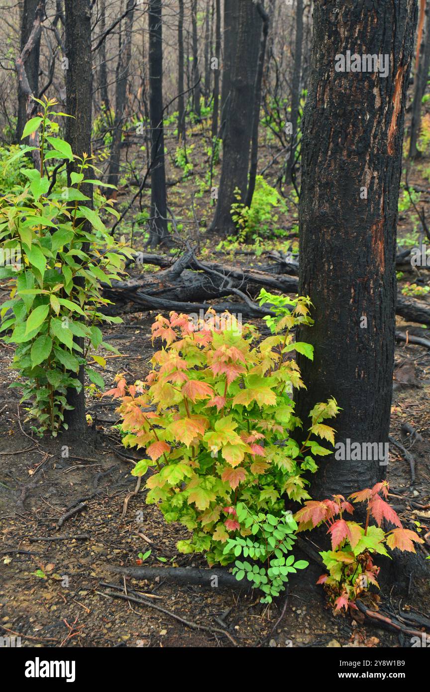 Si osserva una nuova crescita accanto agli alberi carbonizzati dell'incendio dell'anno precedente nel Great Smpkey Mountains National Park Foto Stock